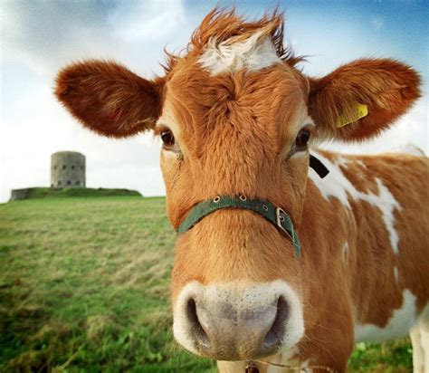 Guernsey Cow