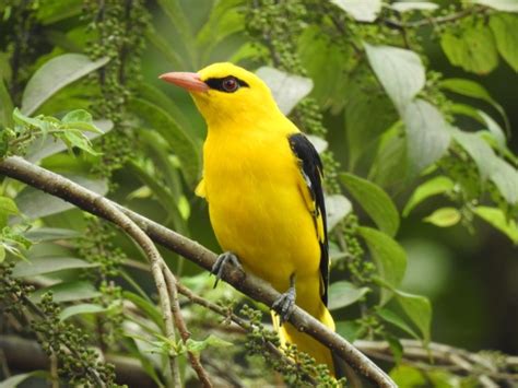 Lens View of Birdlife at IITB – Fundamatics