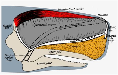 Sperm Whale Head Anatomy - Sperm Whale Skull Anatomy - Free Transparent PNG Download - PNGkey