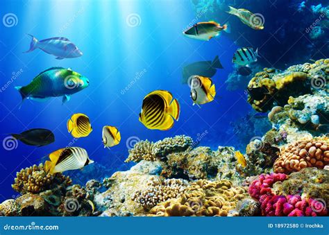 Tropical Fish Over Coral Reef Stock Photo - Image: 18972580