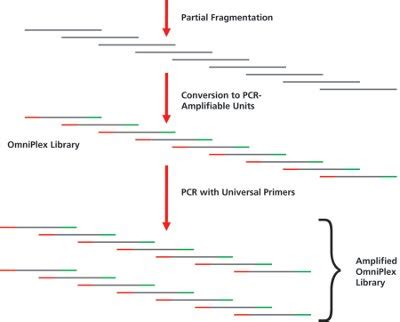 Whole Genome Amplification: Extending Beyond the Limitations of Traditional PCR | American ...