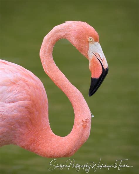 Rabida Island Greater Flamingo - Shetzers Photography