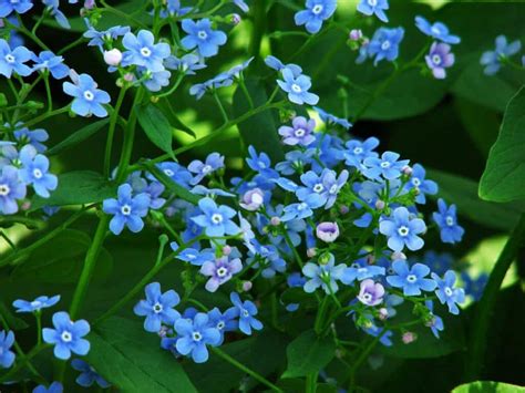 Expert Tips for Brunnera Plant Care | Plantly