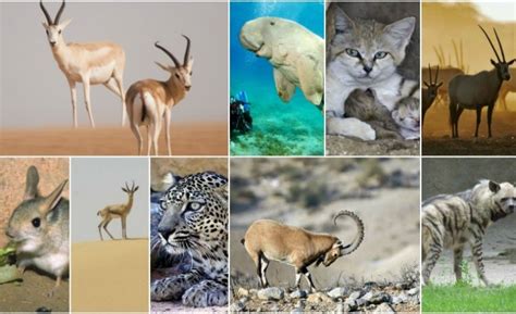 9 Endangered Animals in Saudi Arabia You Must Know