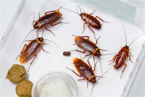 The Differences Between Oriental and American Cockroaches - Dr. Death ...