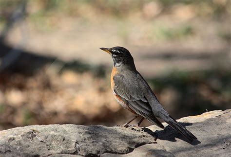 American Robin Close-up Free Stock Photo - Public Domain Pictures