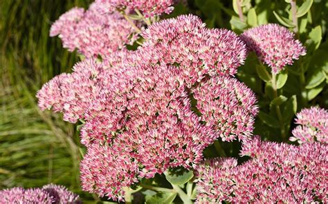 Plants for purpose: Chalky soil David Domoney | Rock garden, Plants, Sedum