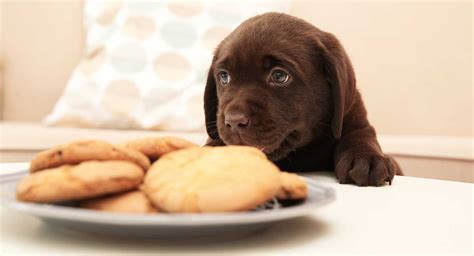 Feeding Your Labrador Puppy: How Much, Diet Charts And The Best Food