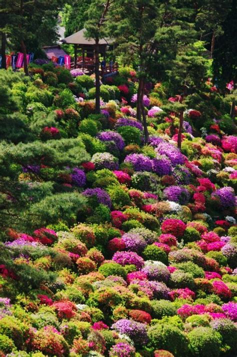 Azalea bushes at Shiofune Kannon Temple, Tokyo, Japan | Gardens ...