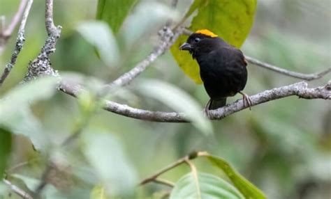 21 Pictures of Finches (All Types) - Bird Nature