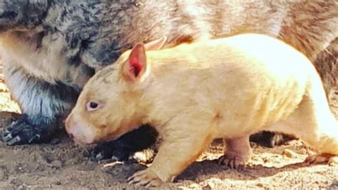 Rare golden wombat born at Ballarat Wildlife Park | photos | Gold Coast ...