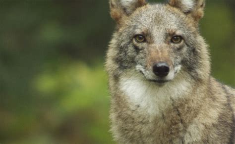 NATURE: Meet The Coywolf | KPBS Public Media