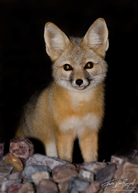 Kit Fox : Death Valley NP, CA : Art in Nature Photography