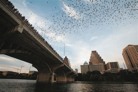 Austin Bat Watching Tours | Weekend in austin, Visit austin, Austin texas