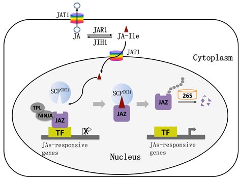 IJMS | Free Full-Text | Jasmonic Acid Signaling Pathway in Plants