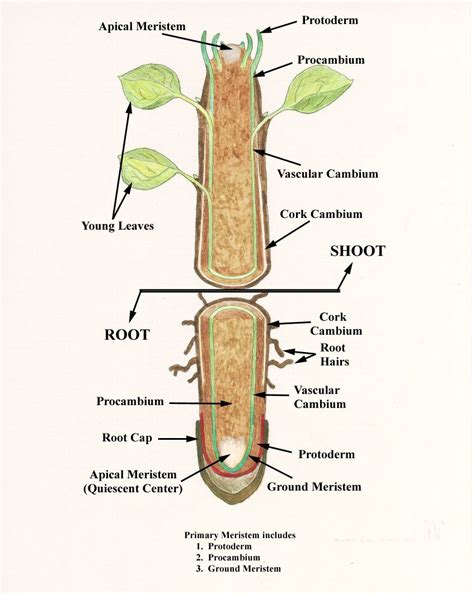 Internal Structure of Root Research Poster, Tissue Types, Cell Division, Biology Notes ...