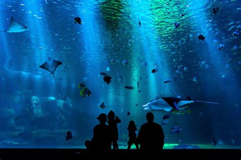 Mandalay Bay Shark Reef Aquarium: Meet The Exotic Animals Of Las Vegas ...