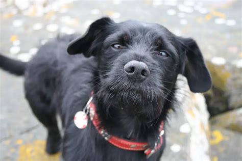 Scottish Terrier Mix Breeds: 21 of the Most Adorable (w/ Pics)