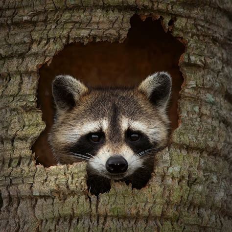 Raccoon Hideout | Cute animals, Animals, Raccoon