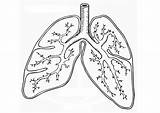Human Lungs Coloring Page sketch template