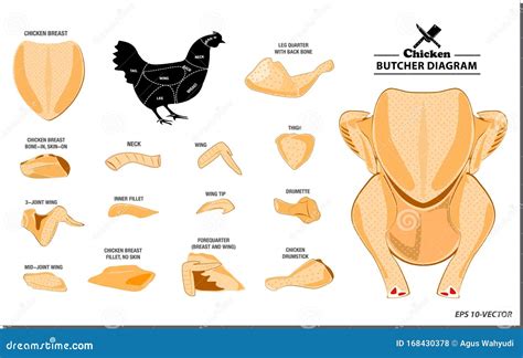 Chicken Butcher Diagram or Part of Hen Butcher Concept. Stock Vector - Illustration of beef ...