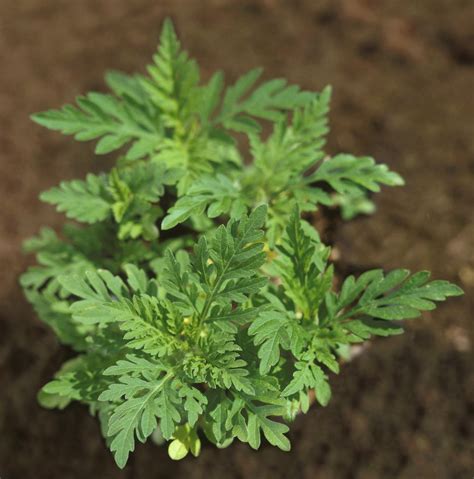 Ragweed Photos and Information