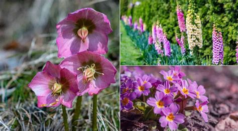 31 Perennial Flowers & Plants For Shady Spots