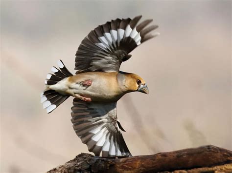 Hawfinch Bird Facts (Coccothraustes coccothraustes) | Birdfact