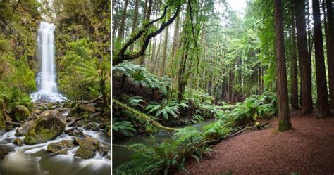 Great Otway National Park • Great Ocean Road & 12 Apostles, Australia | Tourism Information