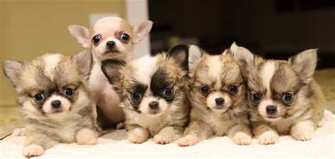 Dralions Chihuahuas, Located in New York