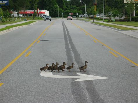 Ducks Crossing Road - Wilmington, North Carolina | jshyun | Flickr