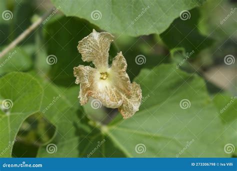 Calabash stock photo. Image of outdoors, close, leaf - 273306798