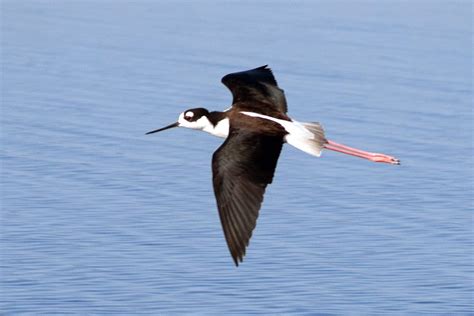 Black-necked Stilt | Focusing on Wildlife