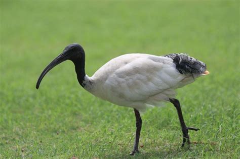 Ibis (Threskiornithinae) - Información, características y curiosidades