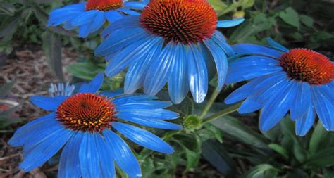 Types of Coneflower Varieties (Echinacea Species) - EmbraceGardening