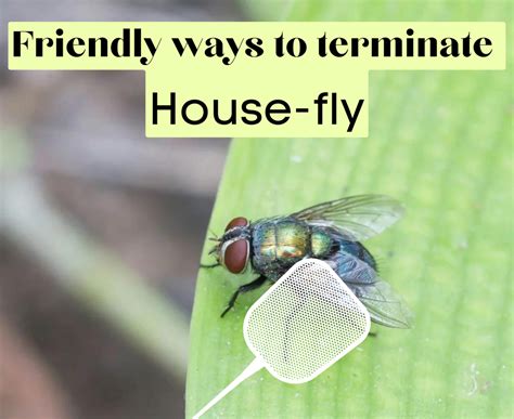 What natural fly repellents work well? How?