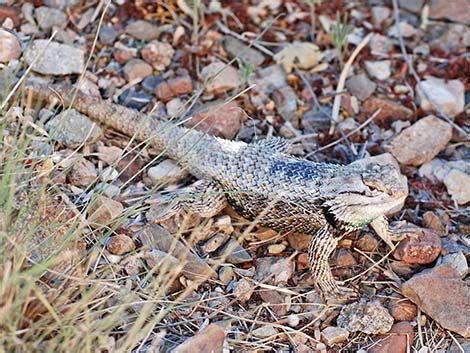 Wildlife Around Las Vegas, Purple-backed Spiny Lizard (Sceloporus ...