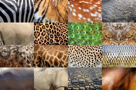 Sammlung Haut Vieler Wirkliche Wilden Tiere Stockbild - Bild von material, geparden: 103722763