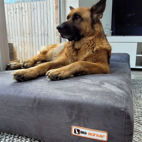 Big Barker Dog Bed Reviews