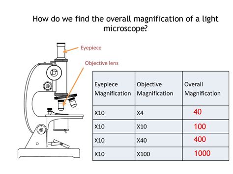 Microscope Total Magnification Calculation - Micropedia