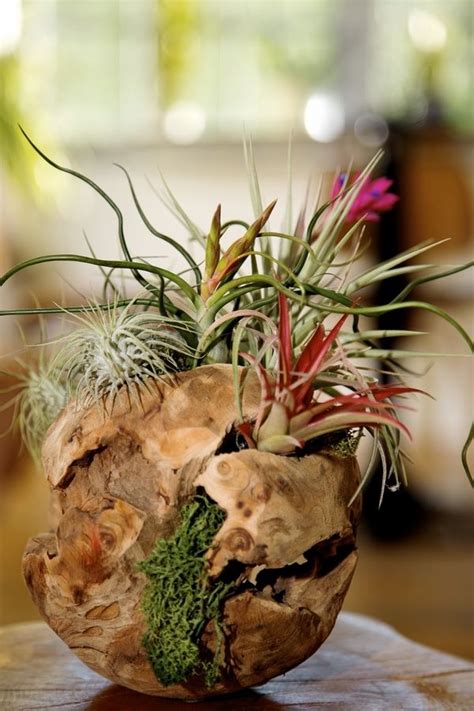 55 Eye Catching Air Plant Display Ideas | Gardenoid