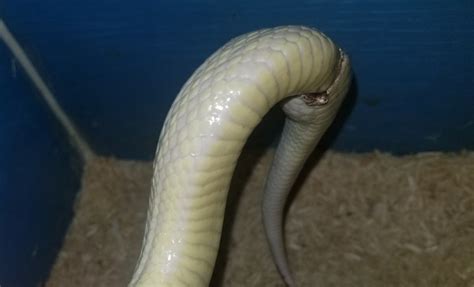 What's Wrong With My Snake's Cloaca? - PetHelpful