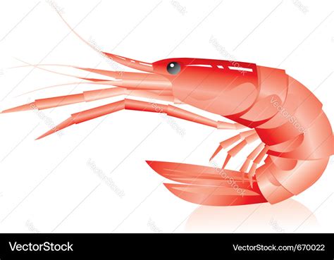 Shrimp Royalty Free Vector Image - VectorStock