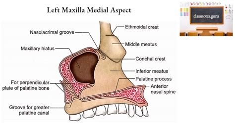 Maxilla Osteology Anatomy Notes - Class Notes