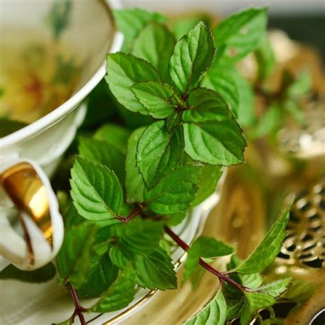 How to Take Care of Peppermint - Indoor Plant Guides