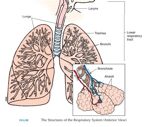 Lower Respiratory Tract - Anatomy of the Respiratory System