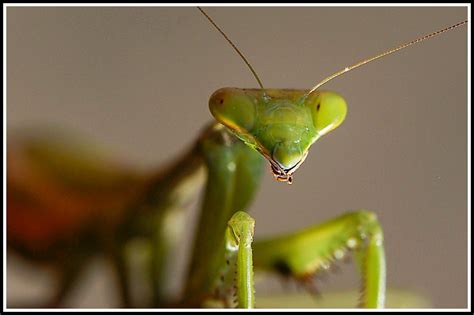 Praying Mantis, eye to eye (in Explore) | Up close and perso… | Flickr