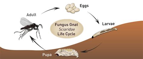 Fungus gnat life cycle - BioBee Canada