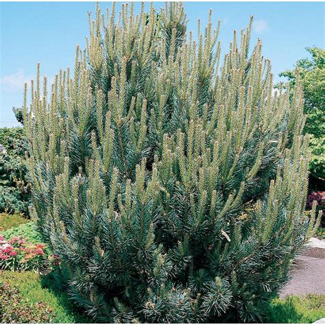 2.25-Gallon Dwarf Scotch Pine Feature Tree (L5204) at Lowes.com