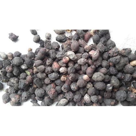 Jamun Seeds, Syzygium cumini Seed, Jambul Seed, Jambolan Seed, Black Plum Seed, Jamblang Seed ...